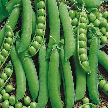 GLOBLE Enterprise Green Pean Seeds Seed