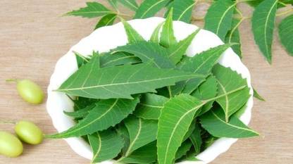 Ayush Neem Plant Seed