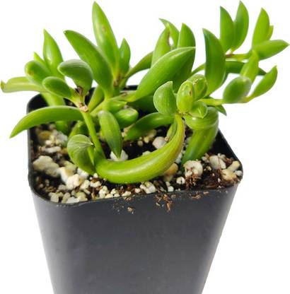 GRIN HEAVEN NURSERY Strings of Banana Plant