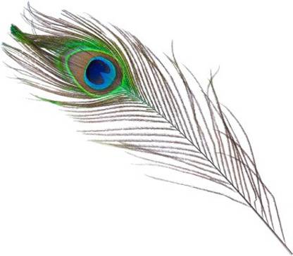 ombuzz Pack of 4 Decorative Feathers