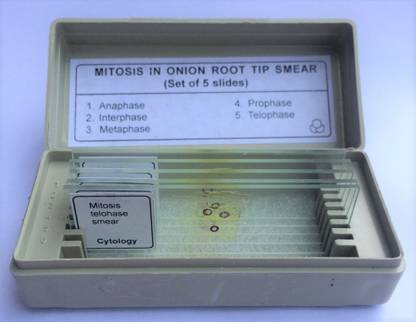 AIM Mitosis Slide Set (Onion Root Tip) Microscope Slide Box