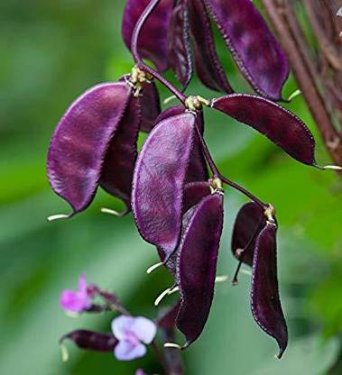 DIVINE BEANS Seed