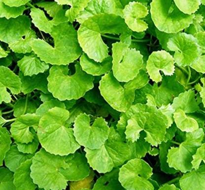 SHOP 360 GARDEN Rare Centella asiatica, Brahmi, Gotu Kola, Mandukaparni, Vallarai keerai, Indian pennywort Medicinal Plant Seeds For Growing - Pack of 50 Seeds Seed