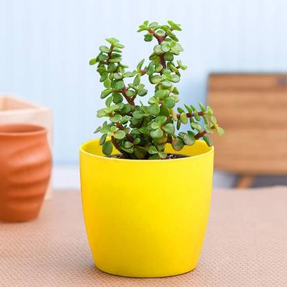 Mohini Plant Jade Plant