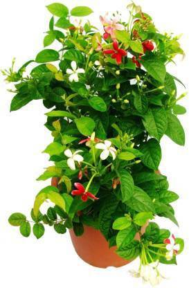 pankaj nursery Madhumalti/Rangoon Creeper