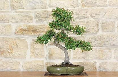TLP Ulmus Plant