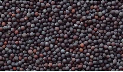 GRAH PRAVESH sarson, mustard Seed