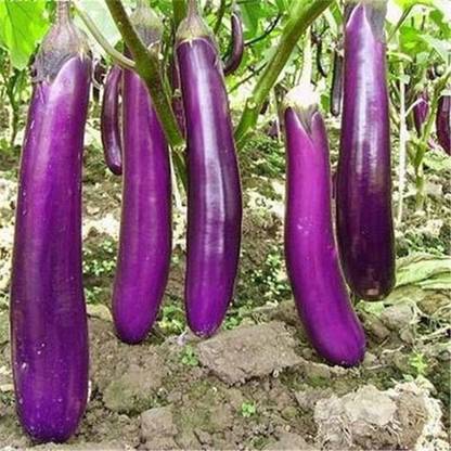 LIME ROAD hybrid purple eggplant seeds PACK OF 1 Seed