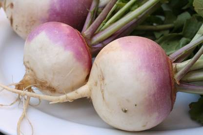 V Seed Turnip / Salgam Seed