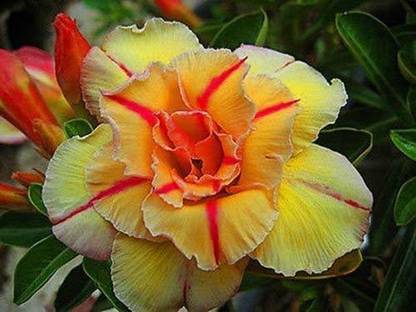 Cloud Farm Adenium Plant