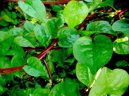 MaliaGarden RED Malabar Spinach - Lal Pui Sag Seed