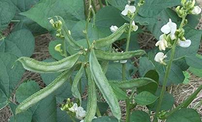 Bahan Traders dolichos seed, Hyacinth Bean Seeds Seed