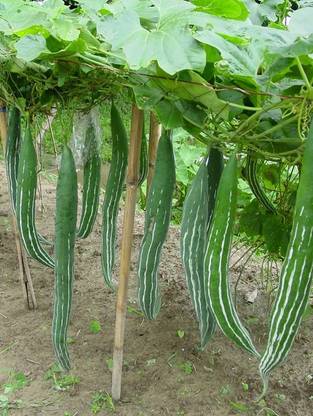 MaliaGarden Chichinge Seed