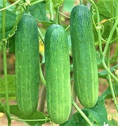 Srida Kheera, Cucumbar, Kheera Seeds, Cucumber Seeds, Hybrid Vegetable Seeds Seed