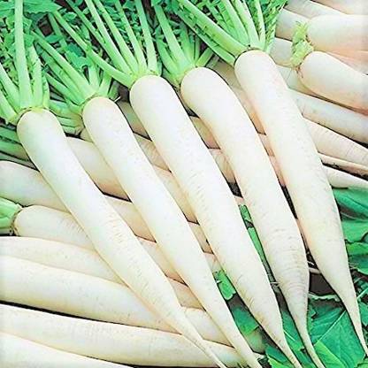 Srida Radish, Mooli, Muli Seed