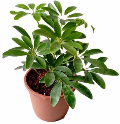 pankaj nursery Schefflera Plant