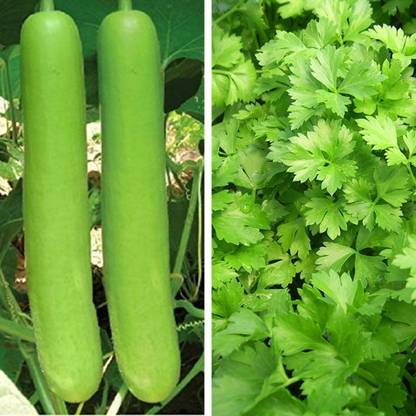 Srida Bottle Gourd & Dhaniya Kothmir Coriander Seeds Seed