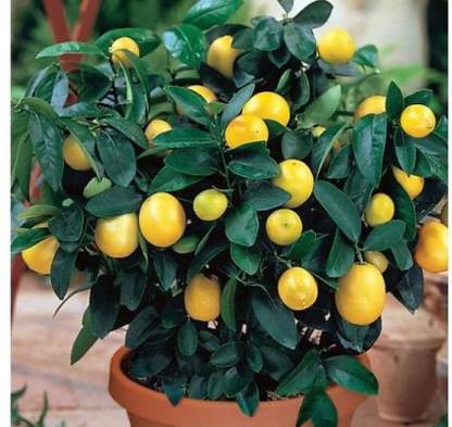 Cloud Farm Lemon Plant
