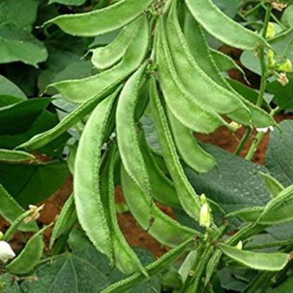 Greenery Hub Dolichos seeds, Sim seeds, simphali seeds Seed