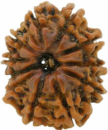 shahinpearlmart 11 Mukhi Rudraksha Eleven face (Natural Brown) Rare Himalayan Collections Nepali with Lab Certificate00 Wood