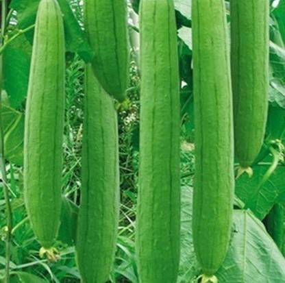 Amarud sponge gourd F1 hybrid (Torai) Seed