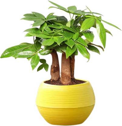 Lucky Leafy Knotted Pachira Plant