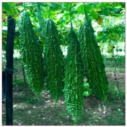 CYBEXIS XLR-6 - Hybrid Chinese Greenish White Long Bitter Gourd - (300 Seeds) Seed