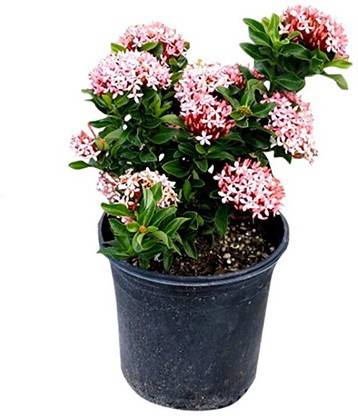 Trothic Trothic Ixora/Chethi Plant
