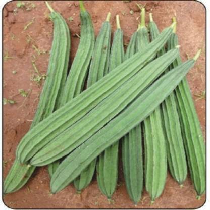 Corofitam Ridge gourd seeds Seed