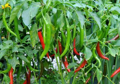 Spicy Chilli seeds, Hari mirch Seed