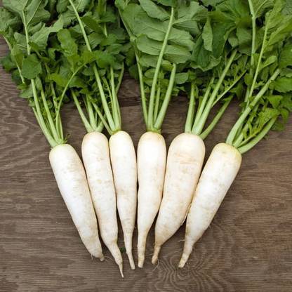 Greenwill Fresh Radish White Long Vegetable Seed