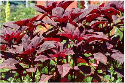 VibeX Amaranthus Lal Saag Cheera Hybrid Spinach Seeds Seed