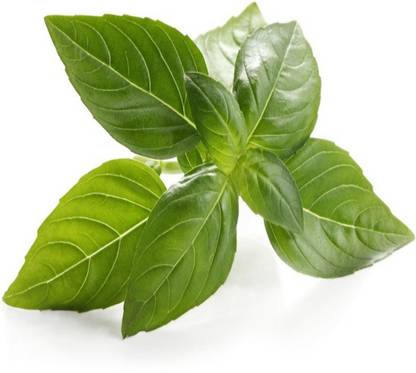 Basil - Italian