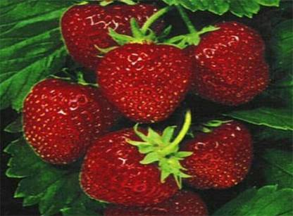 VibeX STRAWBERRY Seed