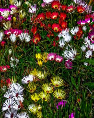 VibeX ICE PLANT Seed