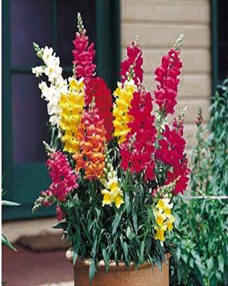 VibeX DOG FLOWER, ANTIRRHIUM FLOWER Seed