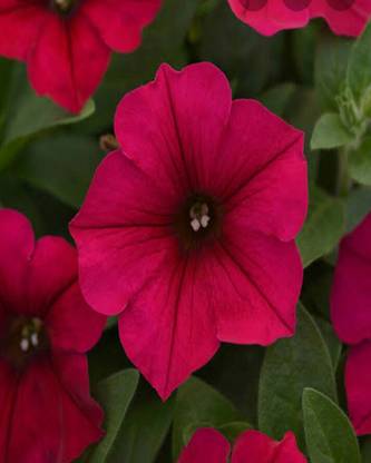 VibeX PETUNIA FLOWER Seed
