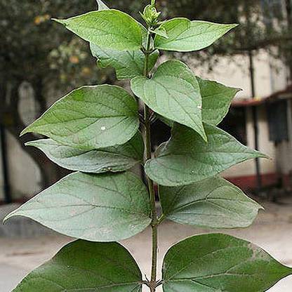 GRAH PRAVESH Parijat/Harsingar Plant