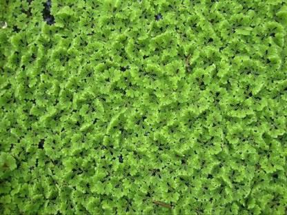 AZOLLA Azolla Seed