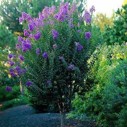 M-Tech Gardens Catawba Crape Myrtle Seed