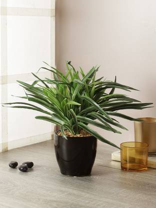 Flipkart Perfect Homes Yucca Bonsai - Refreshing and Quaint Yucca Bonsai Plant Bonsai Artificial Plant  with Pot