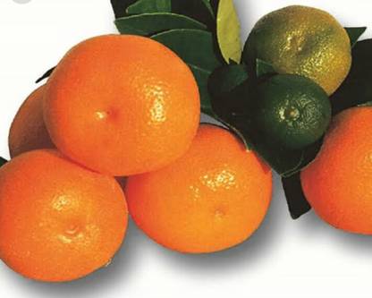 VibeX NARANGI, SMALL ORANGE, CHINESE ORANGE, LUCKY PLANT Seed