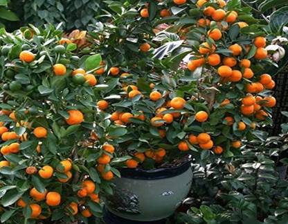 prev NARANGI, SMALL ORANGE, LUCKY PLANT Seed
