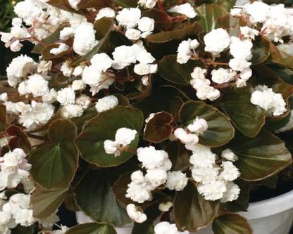 VibeX BEGONIA, FLOWER SEEDS Seed