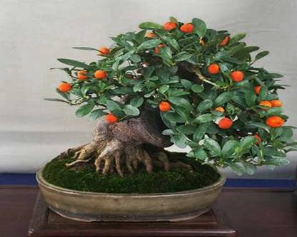 VibeX BONSAI, CHINESES ORANGE, NARANGI Seed