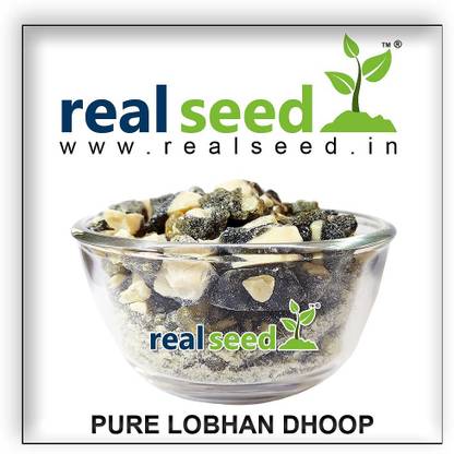 Real Seed Pure Loban, Lobhan Dhoop for Holy Energizer Smoke Natural Herb | Weight- 1 KG