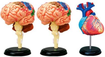 4D Master Human Heart and Human Brain Anatomy Model.