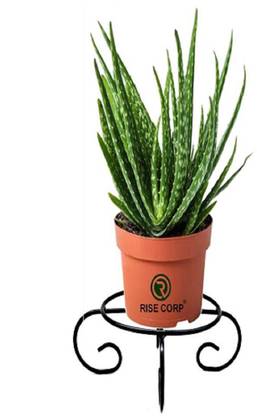 Rise Corp Iron pot stand designer Plant Container Set