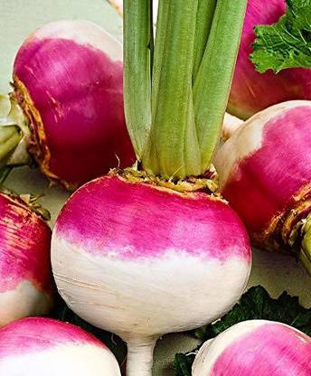 EVY TURNIP Seed