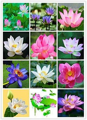 Crapulous Lotus Seed